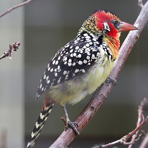 Red-and-yellow barbet (Trachyphonus erythrocephalus)