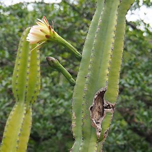 Cactus flower in the cactus garden