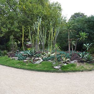 Cactus garden near the Bird House