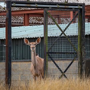 Greater kudu : Whipsnade : 27 Aug 2018
