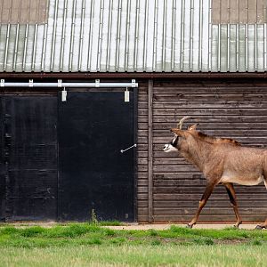 Roan antelope : Whipsnade : 27 Aug 2018