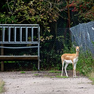 Blackbuck : Whipsnade : 27 Aug 2018