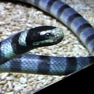 Yellow-lipped sea krait (Laticauda colubrina)