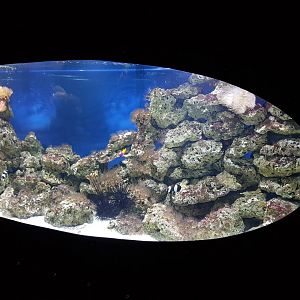 Clownfish - Royal gramma - Flame angel - Sea-urchin aquarium