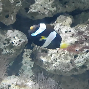 Clownfish ID