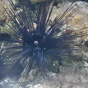 Long-spined sea-urchin