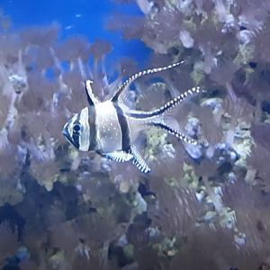 Banggai cardinalfish
