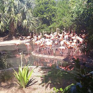 Flamingo exhibit