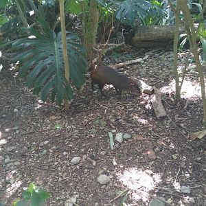 Agouti in Caribbean exhibit