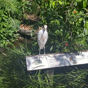 Cattle egret in Caribbean exhibit