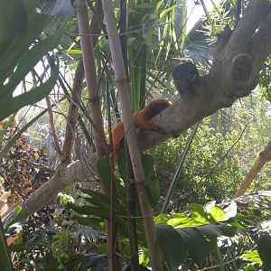 Golden lion tamarin in Caribbean exhibit