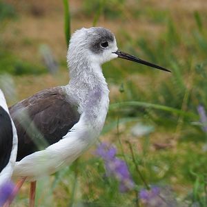 Black-winged stilt (Himantopus himantopus)