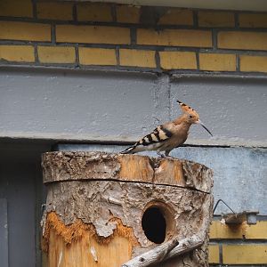 Hoopoe (Upupa epops)