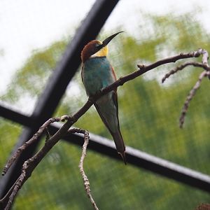 European bee-eater (Merops apiaster)