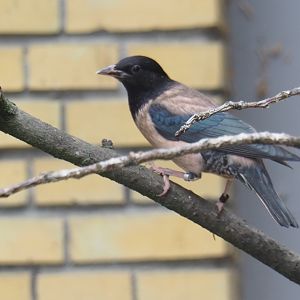Rosy starling (Pastor roseus)