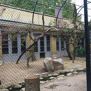 Mixed African aviary