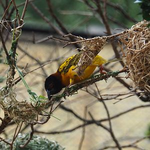 Village weaver (Ploceus cucullatus) weaving a nest