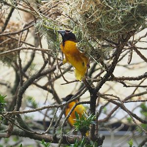 Village weaver (Ploceus cucullatus) weaving a nest