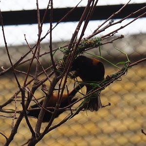 Vieillot’s black weaver (Ploceus nigerrimus) weaving a nest