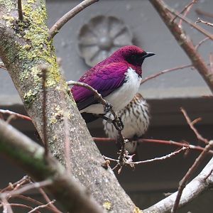 Male Violet-backed starling (Cinnyriclinclus leucogaster)