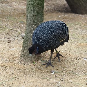 Western crested guineafowl (Guttera verreauxi)