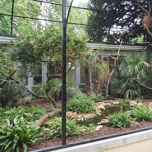 Mixed American aviary