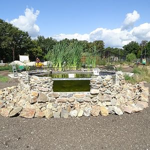 New alligator snapping turtle enclosure