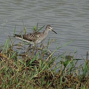 Wood sandpiper
