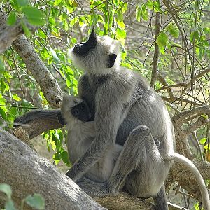 Tufted grey langur