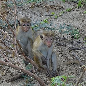 Toque macaque