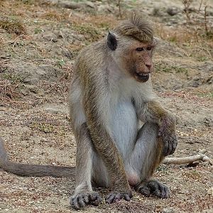 Toque macaque