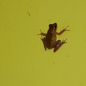 Common treefrog