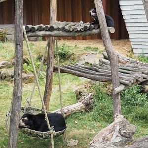 Spectacled bears (Tremarctos ornatus) Zamora and Tinka