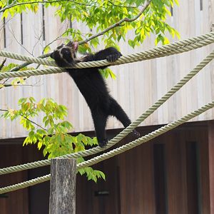 Spectacled bear (Tremarctos ornatus) cub Tinka