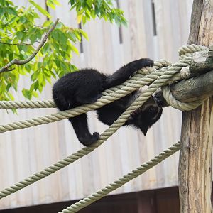 Spectacled bear (Tremarctos ornatus) cub Tinka