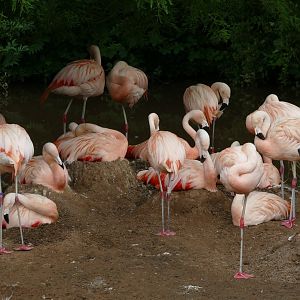 Flamingo Island, August 2018