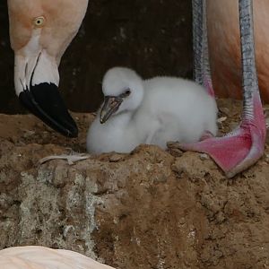 Chilean flamingo chick, August 2018
