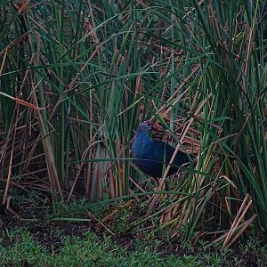 Grey-headed purple swamphen