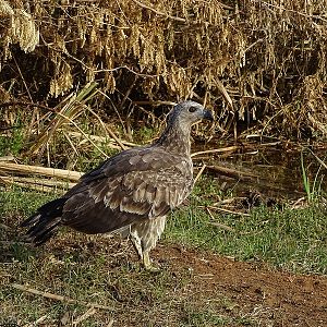Grey-headed fish eagle (juvenile)