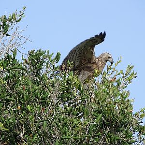 Grey-headed fish eagle (juvenile)