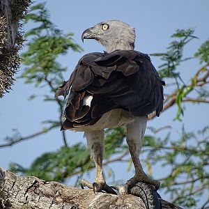 Grey-headed fish eagle