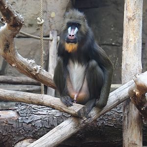 Male mandrill (Mandrillus sphinx)