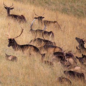 Fallow deer (black) : Whipsnade : 27 Aug 2018
