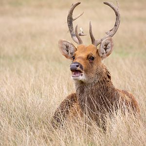 Barasingha / swamp deer : Whipsnade : 27 Aug 2018