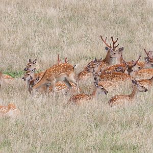 Sika deer : Whipsnade : 27 Aug 2018