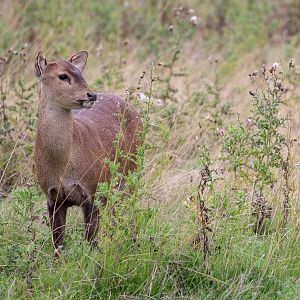 Hog deer : Whipsnade : 27 Aug 2018