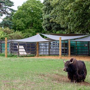 Domestic yak / exhibit : Whipsnade : 27 Aug 2018
