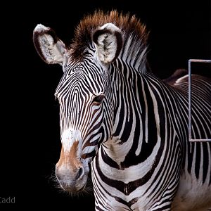 Grévy's zebra : Whipsnade : 27 Aug 2018