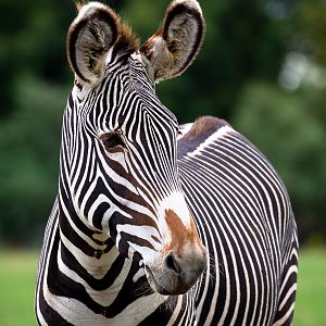 Grévy's zebra : Whipsnade : 27 Aug 2018