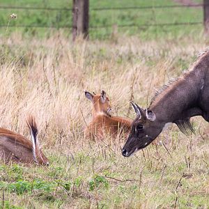 Nilgai : Whipsnade : 27 Aug 2018
